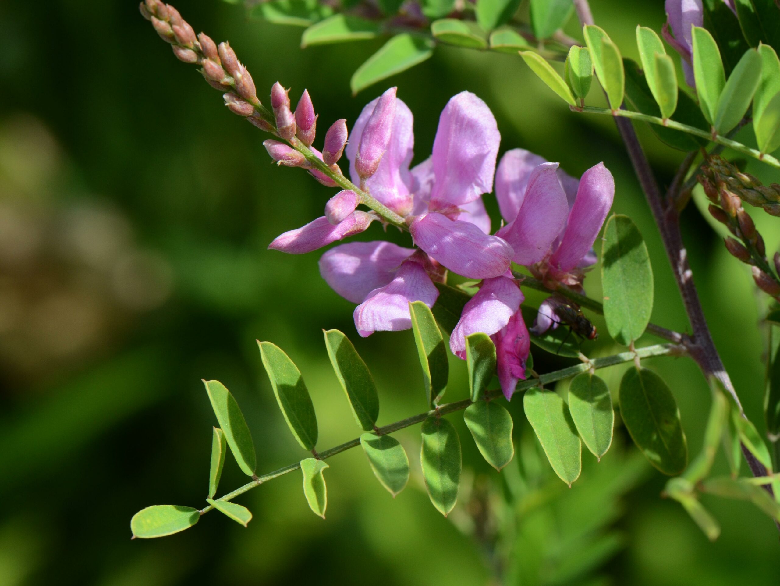 Indigofera tinctoria, indigo plant