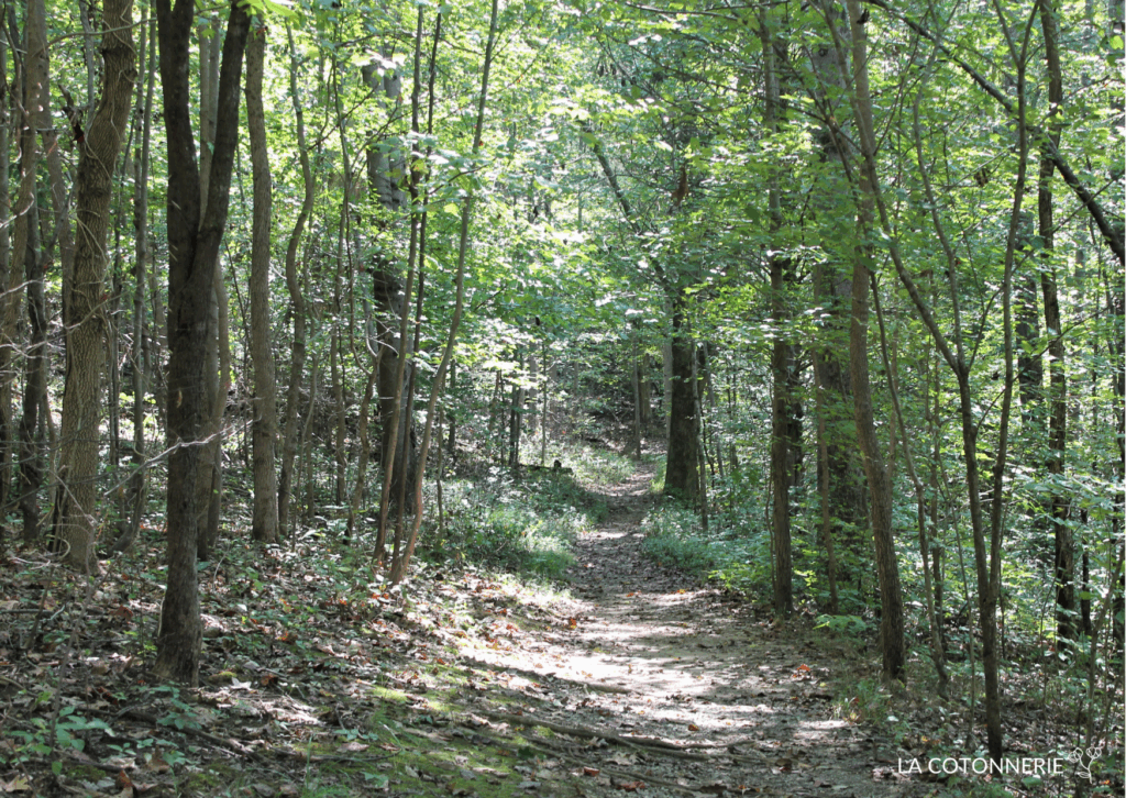 Green forest
